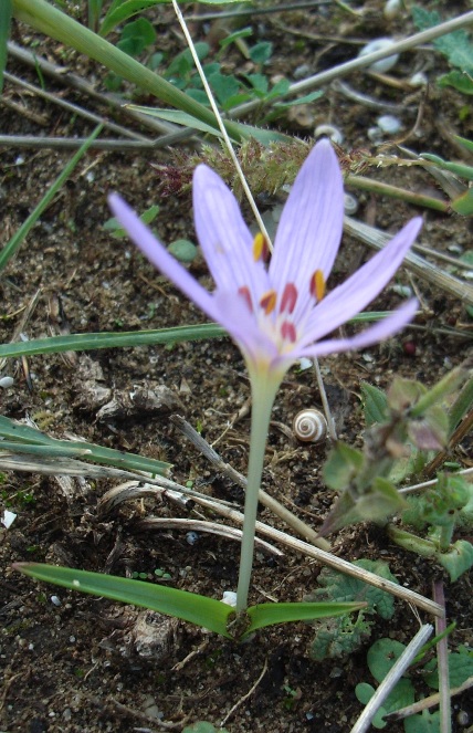 Colchicum cupanii / Colchico di Cupani